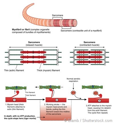 molecular muscle contraction cycle
